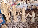 Cactus 150cm _ 300 drh - 120cm _ 250drh - 1m _ 200 drh - 80cjm _ 150 drh.webp